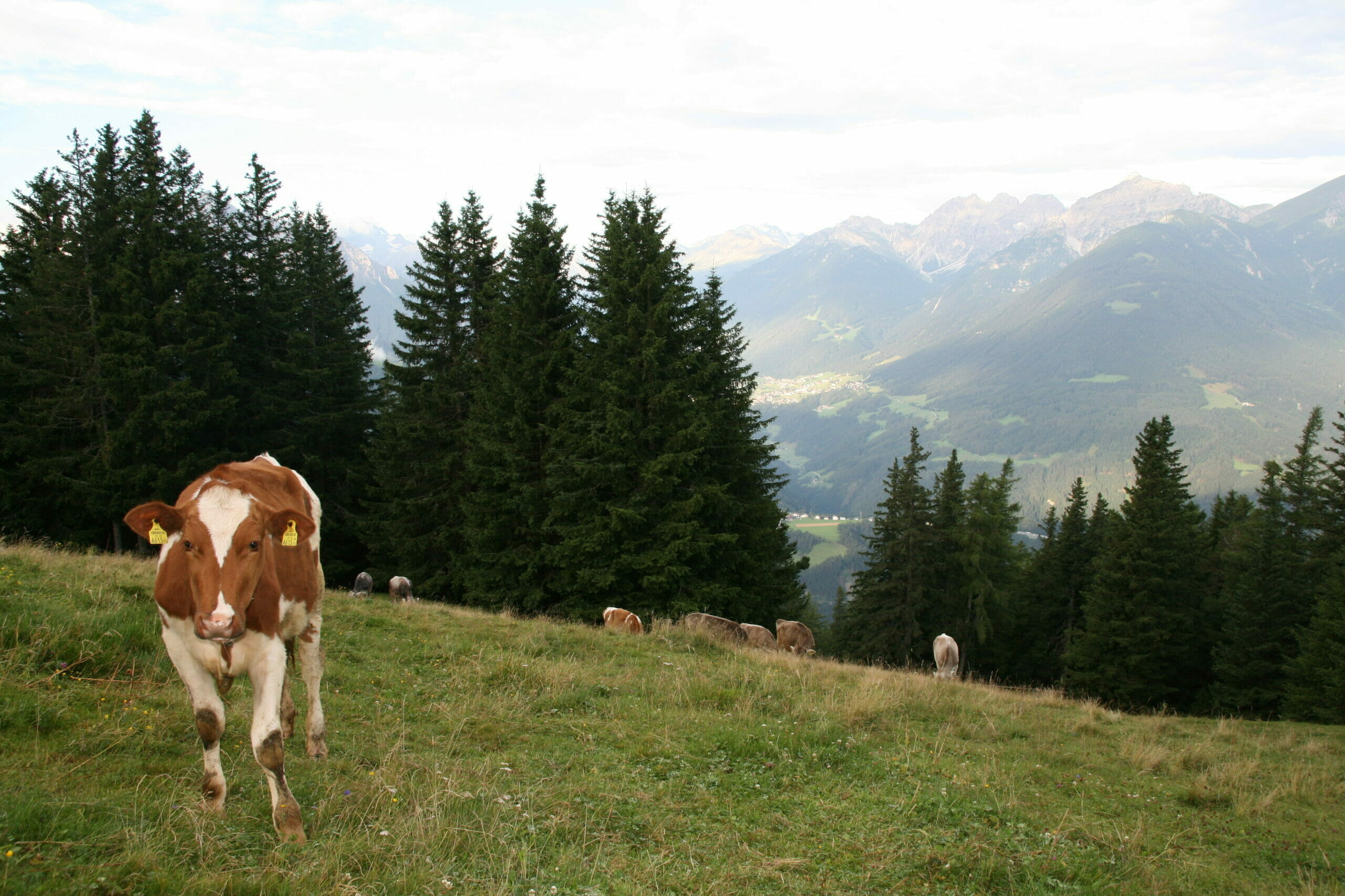 Auf dem Foto sieht man mehrere Kühe auf einer Wiese. Eine Kuh ist im Vordergrund und schaut in die Kamera. Im Hintergrund sieht man die Alpen, mit seinen Bergwiesen und Bäumen.